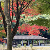 公園の紅葉